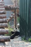 Panda ja bambus